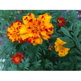 200 Sparky French Marigold Mix Seeds 1 gram Non GMO Heirloom USA Harvested pollinator bee Butterfly Dwarf Marigold