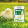 Röhn Fried Chicken Rearing Compound (550 g, Chick Feed Powder