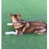 Dog Slip Leash Dog Leash, Reflective Rope Lead, Anti-Pull Lead,