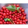 Homemade Chiltepin Bird's Eye Wild Chili Heirloom Pepper 50 Premium