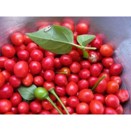 Homemade Chiltepin Bird's Eye Wild Chili Heirloom Pepper 50 Premium Seeds - VERY HOT