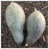 Everwilde Farms - 1 Oz Sibley Winter Squash Seeds -