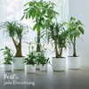 elho B.for Soft Round - Flower Pot for Indoor Use