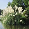 Outsidepride White Ornamental Pampas Grass Plant Seeds - 1000 Seeds