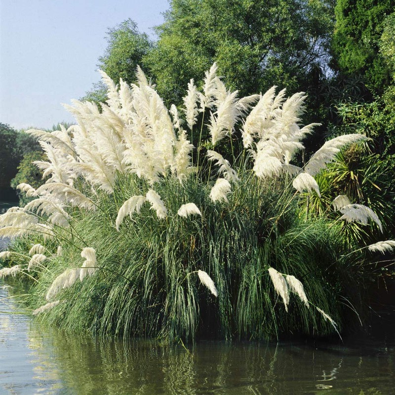 Outsidepride White Ornamental Pampas Grass Plant Seeds - 1000 Seeds
