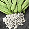 PREMIER SEEDS DIRECT - Climbing Italian Haricot Bean - Cocco