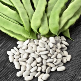 PREMIER SEEDS DIRECT - Climbing Italian Haricot Bean - Cocco Bianco - 80 Seeds