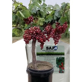 Water Storing Crystals Super Absorbent Hydro Gel Granules Polymer 1 Pound (Small Granular_20-100 mesh)