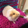 Sherwood Pet Health Guinea Pig Emergency Kit (Small) with Timothy