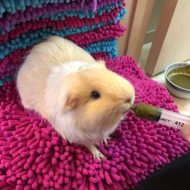 Sherwood Pet Health Guinea Pig Emergency Kit (Small) with Timothy
