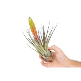 Air Plant Shop Tillandisa Fasciculata 'Golden Torch' - Wholesale and Bulk - Succulents - Live Tillandsia - Easy Care Indoor and Outdoor House Plants (Pack of 5)