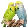 Figuren Shop GmbH Lifelike Garden Figurine Budgie Pair 17.5 cm