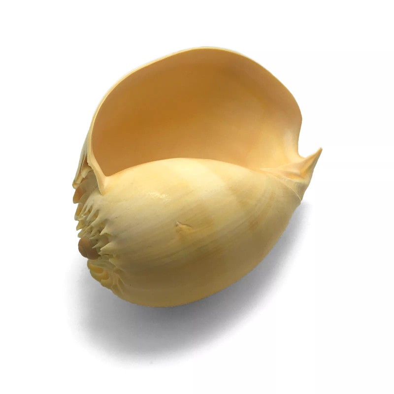 Orange Crowned Volute Sea Shell Melo Broderipii Large Sea Shell