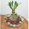 Unbranded 8" Lucky Bamboo 6 Healthy Plants, Gift, Feng Shui,