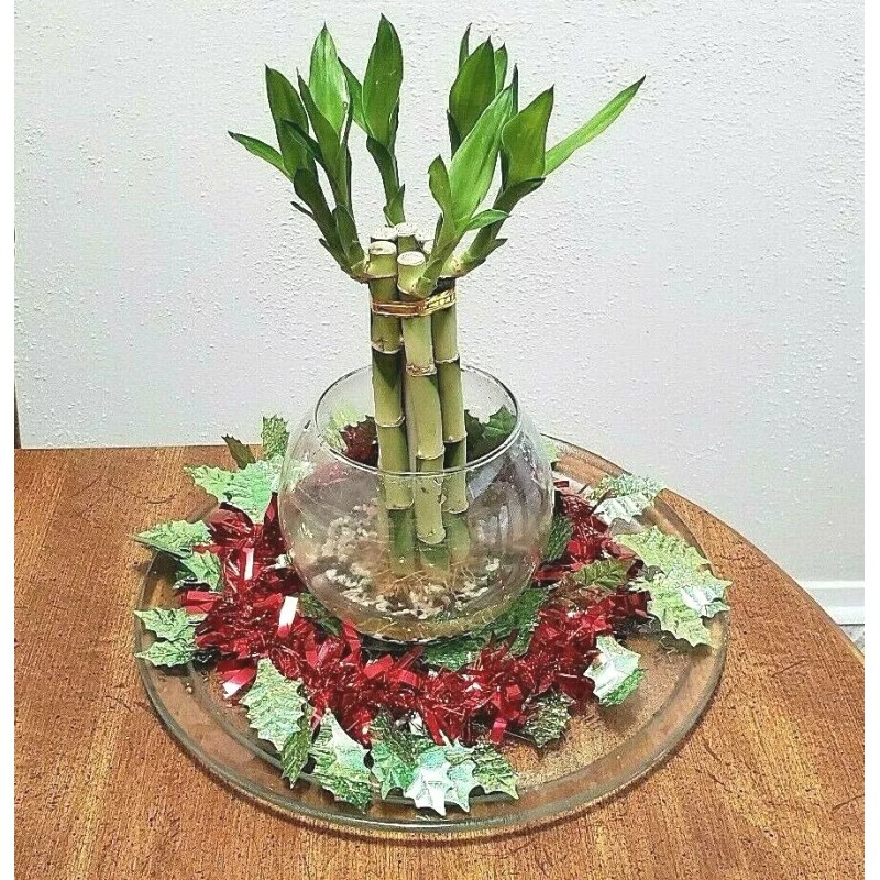 Unbranded 8" Lucky Bamboo 6 Healthy Plants, Gift, Feng Shui,