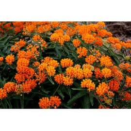 Tall Orange Hardy Butterfly Weed- 15 Seeds! COMB. S/H! HUMMINGBIRD PLANT!