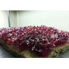 25,000+ Microgreens Seeds- Red Amaranth