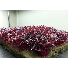 25,000+ Microgreens Seeds- Red Amaranth