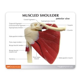 GPI Anatomicals - Muscled Shoulder Model, Right Shoulder Joint with Muscles Model for Human Anatomy and Physiology Education, Anatomy Model for Doctor's Office and Classrooms, Medical Study Supplies
