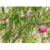 Desert Willow seeds (Chilopsis linearis) -20 seeds-