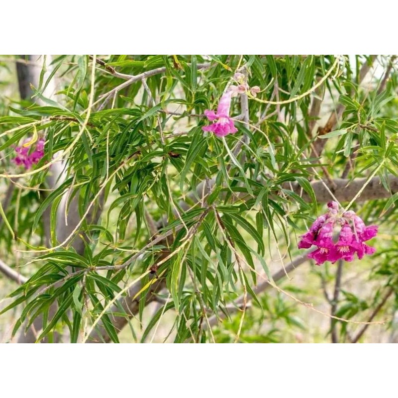 Desert Willow seeds (Chilopsis linearis) -20 seeds-
