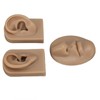 3D Nose and Mouth Model Silicone Ear Model Simulation Display