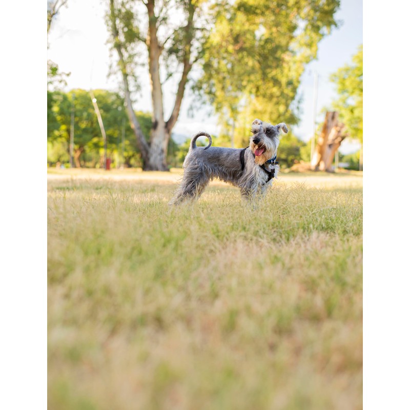 Canina CALCINA Fleischknochenmehl, 800 g