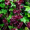 10 Seeds Chocolate Vine 3-Leaf Akebia trifoliata | Hardy Fruit