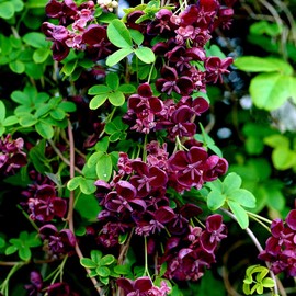 10 Seeds Chocolate Vine 3-Leaf Akebia trifoliata | Hardy Fruit Flower Climber Plant Seeds