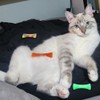 Tsangbaby 60 Pcs Random Cat Spring Kitten Tubes Interactive Chinese