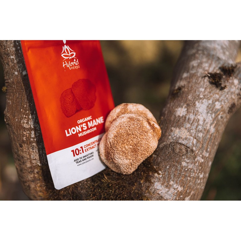 HYBRID HERBS – ORGANIC LIONS MANE MUSHROOM | 10:1 Extract