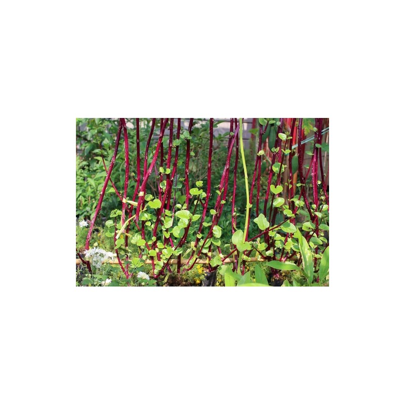 Does Not Apply Red Stem Malabar Spinach Seeds Basella alba