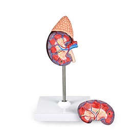 Science Resource S09030 Life-Size Kidney Model - 2 Parts | Median Sagittal Sectioned | Divided in 2 Parts to Show Internal Structures | Accompanying Key Card
