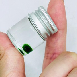 Live Marimo Moss Ball Super Mini Plant Bottle Jar Gift For Kids Instruction included Decor Decorative Ornaments pebbles aquarium plants aquascape tank - PCS: 1