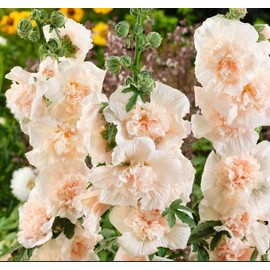 25 Double Champange Hollyhock Seeds Perennial Flower Garden Seed Flowers Seed Flower