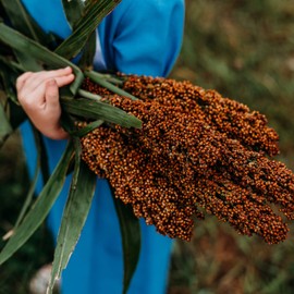 Mennonite Sweet Cane Sorghum - 1oz Bulk (~1250 Seeds) - Heirloom Sorghum Variety, Great for Making Syrup & Molasses, non-GMO Sorghum Seeds for Planting Outdoors in the Home Garden, Thresh Seed Company