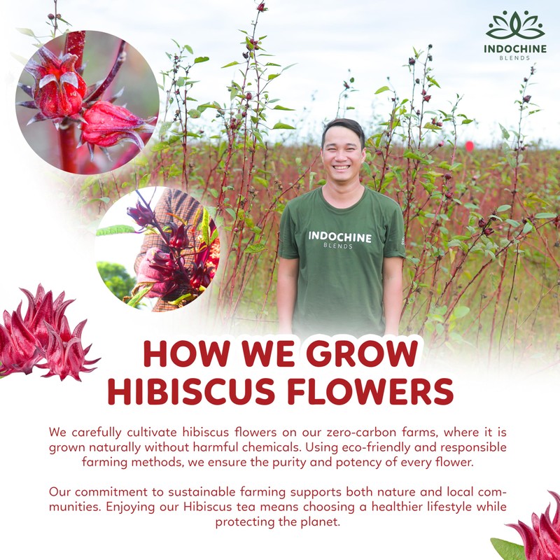 Indochine Blends Hibiscus Tea Bags | 100% Pure Hibiscus Flower