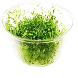 Glossostigma Elatinoides Glosso Tissue Culture Cup Freshwater Live Aquarium Plants Decoration for Fish Tank by Greenpro