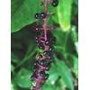 Pokeweed Medicinal 5 seeds