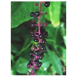 Pokeweed Medicinal 5 seeds