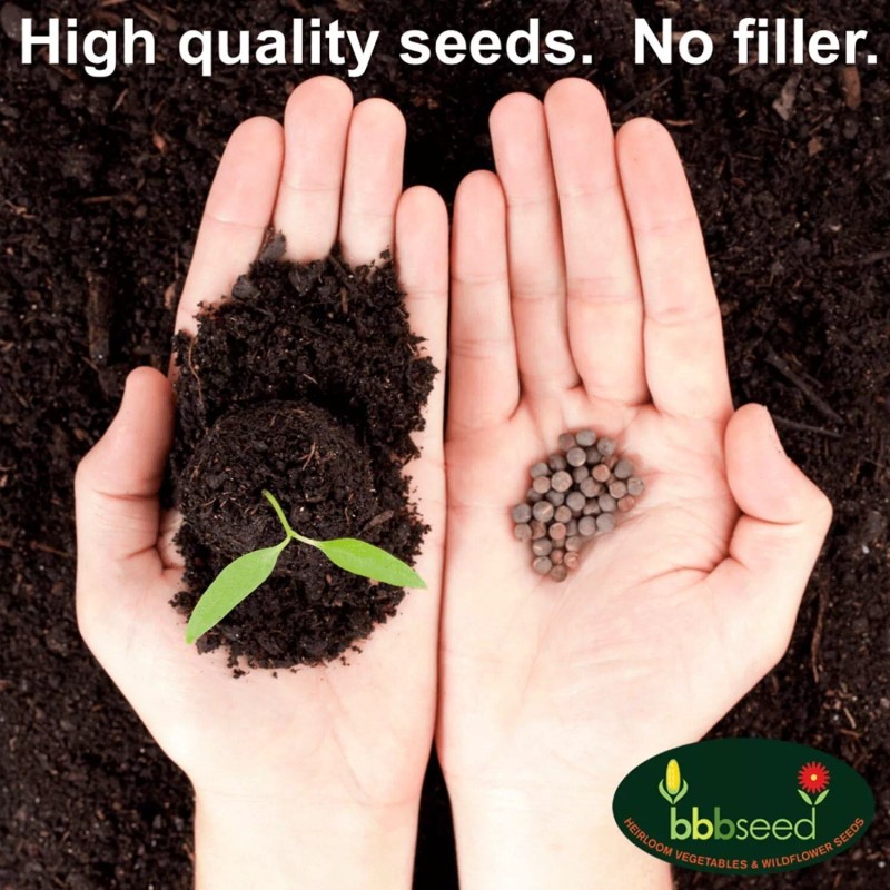 Beauty Beyond Belief Premium Drought Resistant Wildflower Seeds Bulk Mix