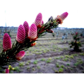 Tigertail Spruce 3 - Year Graft