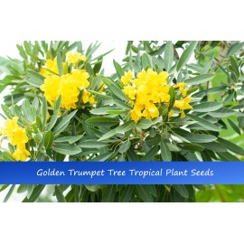 Serendipity Seeds Tropical Seeds -Golden trumpet Tree -10 Seeds- Ornamental Tropical - Tabebuia