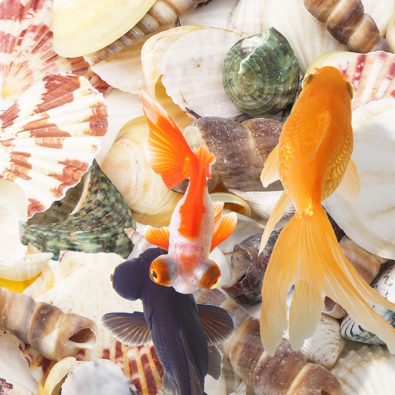 HAKACC Sea Shell Set, 50-70 PCS Assorted Natural Shells for