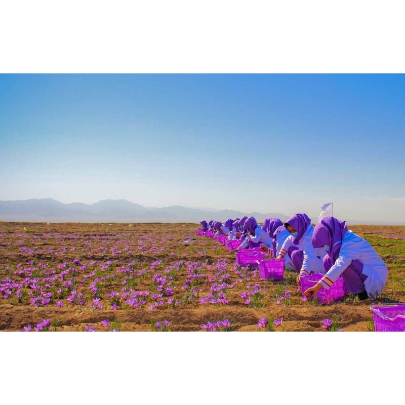 Gourmetia Saffron, Saffron Threads in Premium Quality 5 Grams -