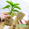 Nuyoah Rock Wool Cultivation Cubes Hydroponics Rockwool Cube Rockwool Cube