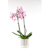 Orchitop Scoop M-Set Orchid Pot with Saucer for All Orchids