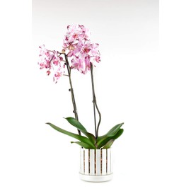 Orchitop Scoop M-Set Orchid Pot with Saucer for All Orchids Colour Mother of Pearl