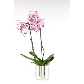 Orchitop Scoop M-Set Orchid Pot with Saucer for All Orchids Colour Mother of Pearl