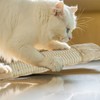 Taiyin 3 Pack Cat Scratcher Corner Pad, Wall-Mounted Sisal Cat